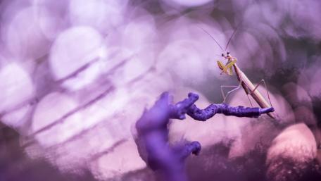 Praying Mantis wallpaper