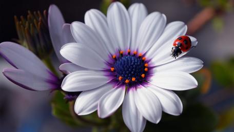 Ladybug wallpaper