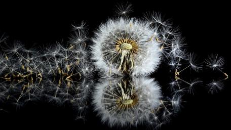Dandelion wallpaper