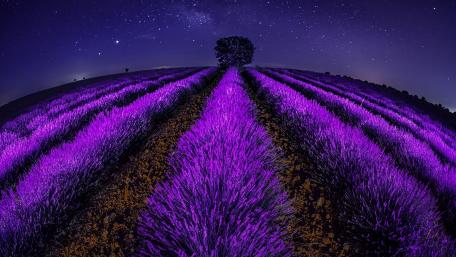 Lavender rows wallpaper