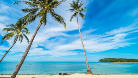 Tropical Bliss Under the Sun wallpaper