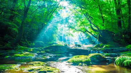 Sunbeam wallpaper