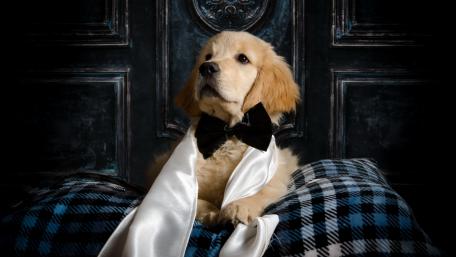 Dog wallpaper