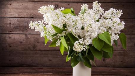 White lilac flower wallpaper