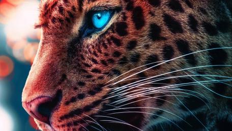 Blue-Eyed Cheetah Stare wallpaper