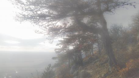 Misty Morning Serenity with Trees and Haze wallpaper