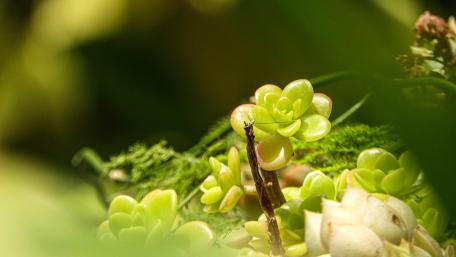 The green flower wallpaper