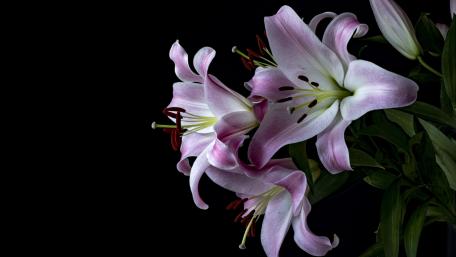 Lily stargazer wallpaper