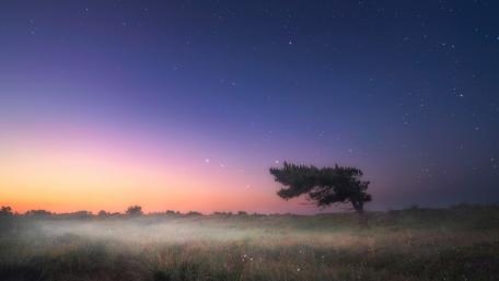 Lonely Tree Under a Starry Sky wallpaper