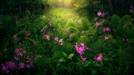 Lush Blooming Pathway Through a Verdant Forest wallpaper