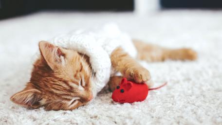 Cozy Cat Napping with Toy Mouse wallpaper
