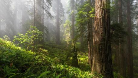 Mystical Evergreen Forest Serenity wallpaper