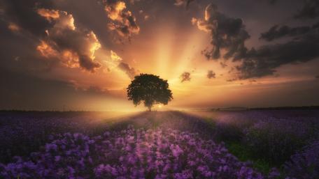 Solitude Amidst Blossoms wallpaper