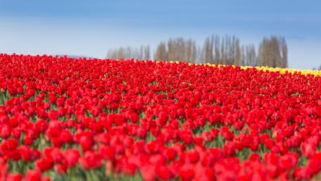 Vibrant Field of Red Tulips in Spring wallpaper