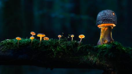 Glowing mushrooms wallpaper