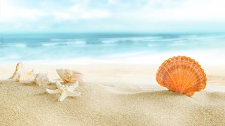 Shell wallpaper