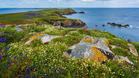 Landscape view of greenery wallpaper