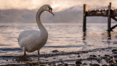 Graceful Swan by the Lakeside in 8K UHD wallpaper