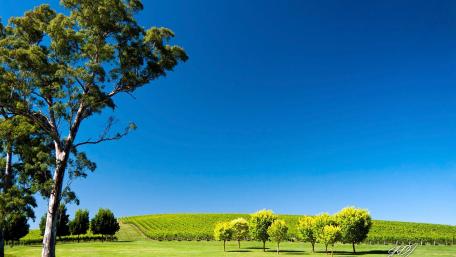 Vineyard wallpaper