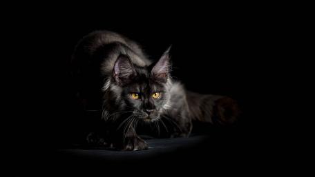 Black Maine Coon Cat wallpaper