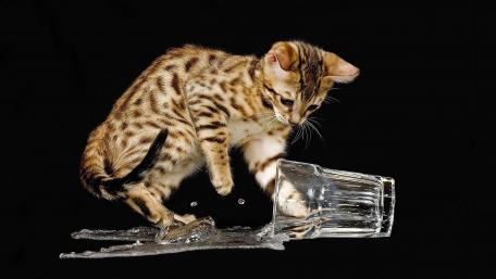 Playful Cat Exploring Spilled Water wallpaper