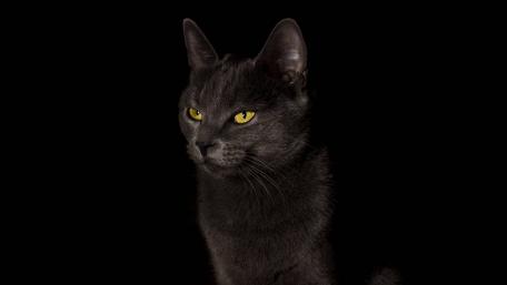 Mystical Black Chartreux Cat Wallpaper wallpaper