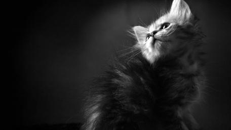 Whimsical Kitten in Monochrome Light wallpaper