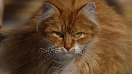 Fluffy Red Cat Portrait wallpaper
