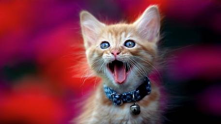 Adorable Kitten with Big Blue Eyes and Playful Spirit wallpaper
