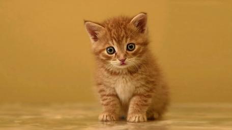 Adorable Ginger Kitten with Sparkling Eyes wallpaper