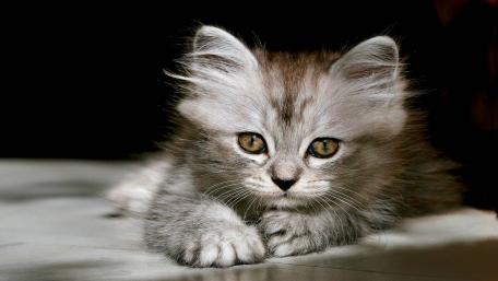 Fluffy Kitten in Natural Light wallpaper