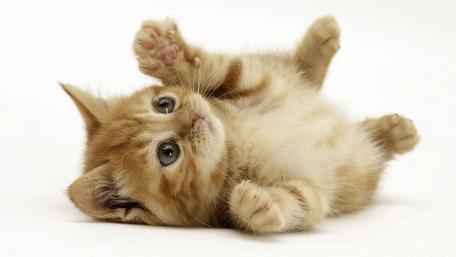 Adorable Kitten Playtime Cuteness Overload wallpaper