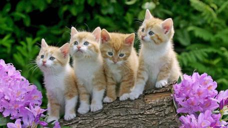 Adorable Kitten Quartet in a Floral Paradise wallpaper