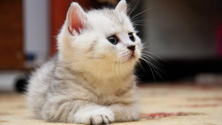 Adorable Kitten in a Cozy Setting wallpaper