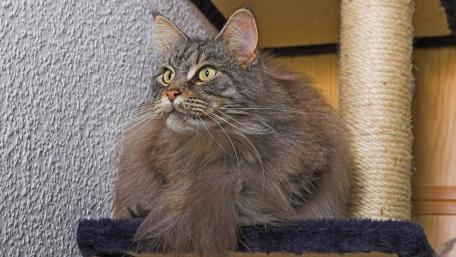 Fluffy Maine Coon Cat on a Perch wallpaper