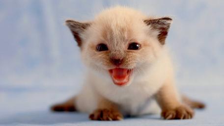 Adorable Siamese Kitten Cuteness Overload wallpaper