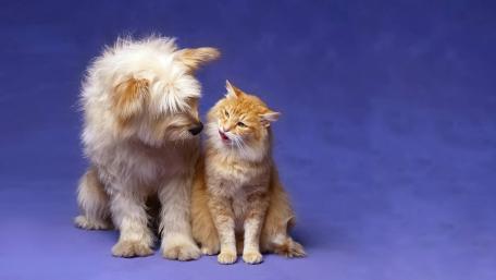 Furry Friends Sharing a Moment wallpaper