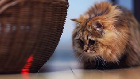 Curious Cat Chasing the Red Dot wallpaper