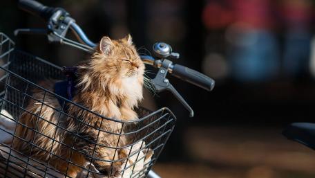 Cute Cat Enjoying a Ride in a Basket wallpaper