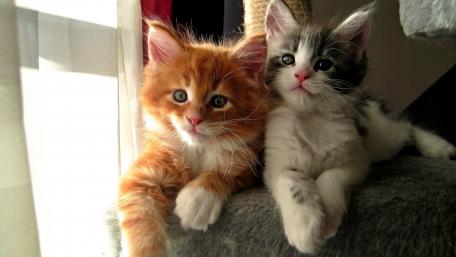 Adorable Kittens Relaxing Together in Sunlight wallpaper