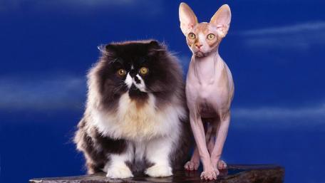Fascinating Companions of the Feline World wallpaper