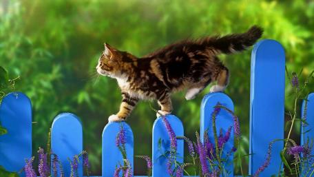 Playful Cat on a Colorful Fence wallpaper