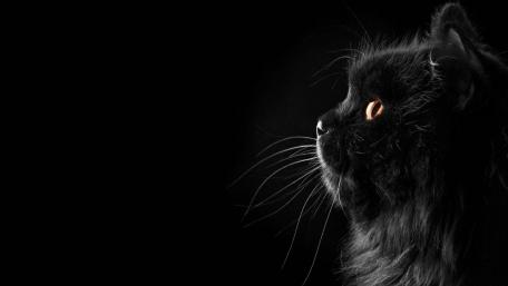 Black Cat in Gentle Moonlight wallpaper