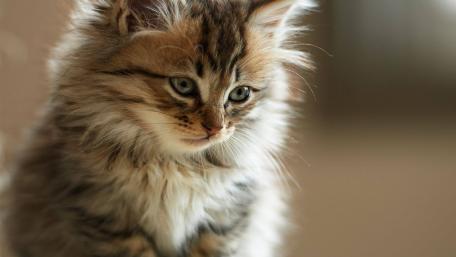 Fluffy Siberian Kitten Enjoying a Quiet Moment wallpaper