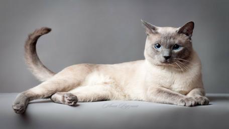 Elegant Tonkinese Cat Relaxing in Style wallpaper