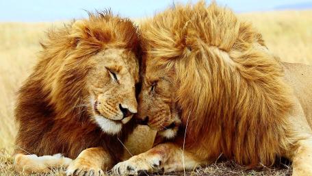 Enduring Bond of Lions wallpaper