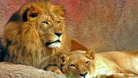 Majestic Lions in Their Natural Habitat wallpaper
