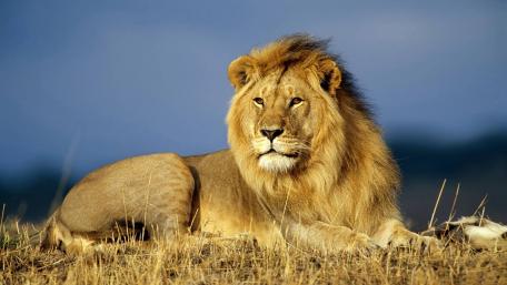 Majestic Lion Resting in Serenity wallpaper