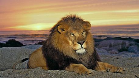 Majestic Lion at Sunset Over the Ocean wallpaper