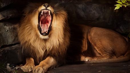 Majestic Lion Yawning in Serenity wallpaper